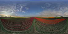 Flowerfields, Dutch Tulips