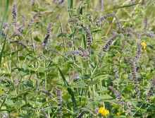 Mentha Spicata Crispa | Variety Of Aromatic Common Mint Or Mentha Viridis With Oval, Dark Green, Toothed Foliage And Lilac Purple Flowers At The Top Of Hairless To Hairy Stems