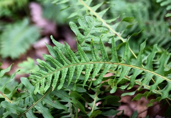 Poster - fern leaf in the forest