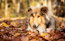 Beautiful Rough Collie Dog. One Year. The Dog Is Lying In A Leaf. Against The Background Of The Forest.