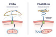 Cilia and flagella biological structure difference comparison outline diagram. Labeled educational microorganisms closeup view with basal body and bacteria motion types explanation vector illustration