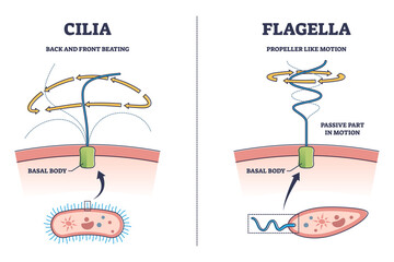 Sticker - Cilia and flagella biological structure difference comparison outline diagram. Labeled educational microorganisms closeup view with basal body and bacteria motion types explanation vector illustration