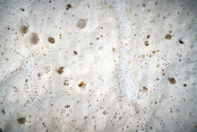 Detail Photograph Of Ripe Sourdough Starter For Bread And Other Baked Goods