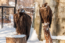 Beautiful Vultures Sit On A Stump In The Snow