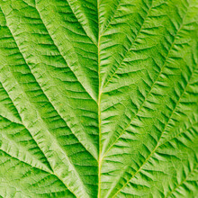 Texture Green Macro Leaf, Photo