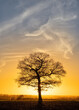 Solitary Oak tree at sunset with soft wispy clouds. Hertfordshire. UK