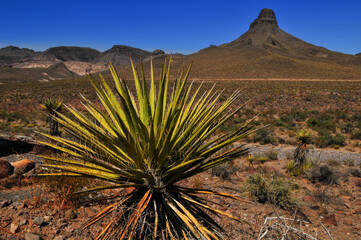 Wall Mural - The harsh terrain and desert vegetation on the Historic Route 66 stretch between Kingman and the wild west gold mining town of Oatman, Arizona, Southwest USA