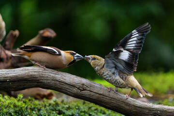 Poster - Hawfinch (Coccothraustes coccothraustes) male feeding a young one in the forest of Noord Brabant in the Netherlands.          