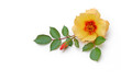 Persische Rose liegt auf weißem Hintergrund 3d-effect