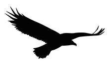 Eagle Flying Silhouette
