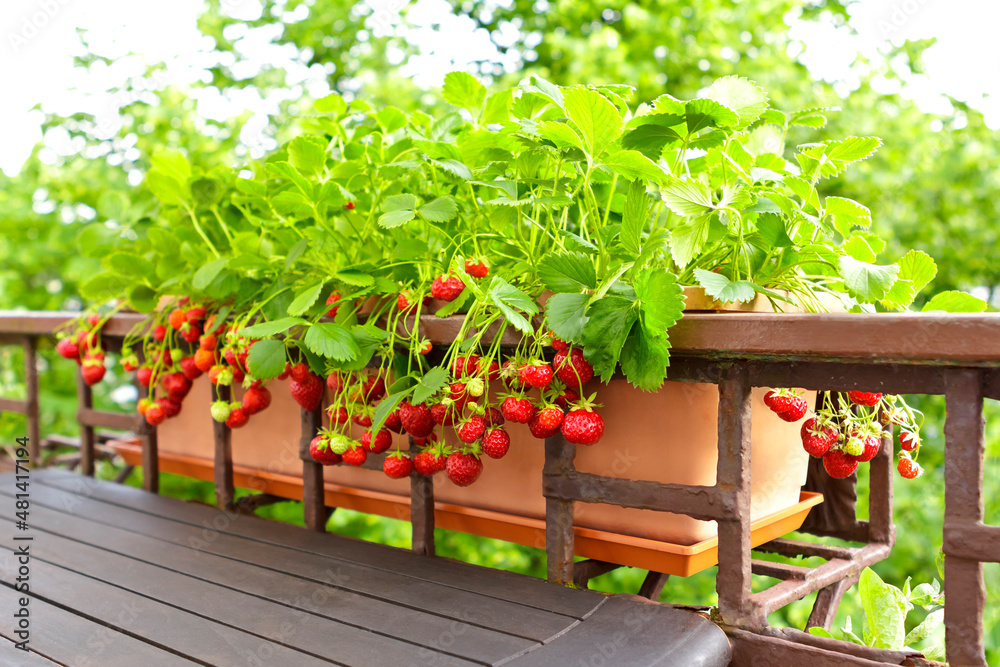 Strawberry plants with lots of ripe red strawberries in a balcony ...