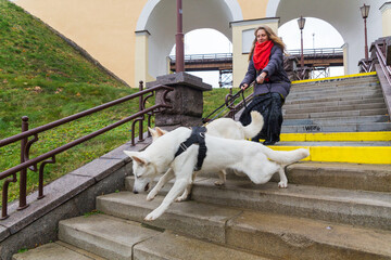 A woman is training her two cute dogs White Swiss Shepherds