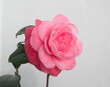 Blossom of pink camelia japonica, common camellia, Japanese camellia, or tsubaki