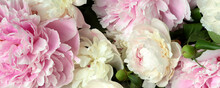 Pink And Cream Peonies Close-up