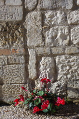 A red cyclamen plant with a stone wall background