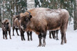 The wild European bison in the protected area forest. The herd of bison on the meadow. Winter in the wild nature. The curious herd of European bison.
