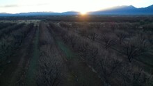 Aerial Of A Pecan Grove In Winter At Sunrise