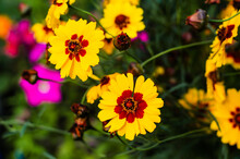 Bright Yellow-brown Coreopsis Flowers Bloom Against A Blurred Variegated Greenery Of A Garden