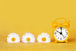 Daisy flowers and yellow alarm clock. Spring forward, springtime or summer background.
