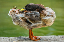 Wild Mallard Duck On The Lake Shore - Duck Cleaning Her Feathers