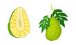 Ripe jackfruit set. Whole and half tropical fruit with seed coat and fibrous core vector illustration