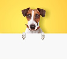 Dog,funny Little Puppy On Colored Background Looks Out