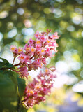 Fototapeta Natura - Spring floral background. Blooming pink chestnut close-up. Blurred green background with bokeh. Shallow depth of field, selective focus.