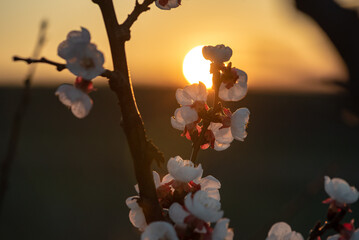 Wall Mural - White red apricot blossoms on a branch with the setting sun in the background. The round sun in the middle. Orange sky