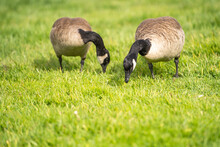 Two Canadian Geese Eating Grass. 
