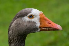 Head Of A Goose With Blue Eyes In The Farm Field.