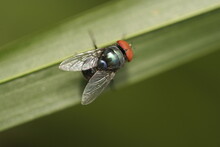 The Worldwide Distributed Fly Chrysomya Megacephala In A Leaf In Dorsal View