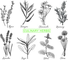 Culinary Herbs Set. Culinary Herbs: Thyme, Tarragon, Chamomile, Rosemary, Lavender, Sage, Mint, Chives Lavender - Plant. Sketchy Vector Hand-drawn Illustrations Set.