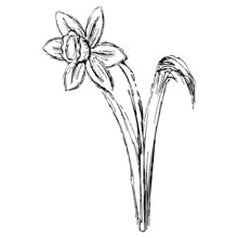 Black And White Hand-drawn Sketch Of The Flowering Stem Of Daffodil. Simple Vector Rough Pencil Drawing Isolated On Transparent Background