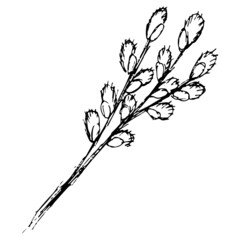 Wall Mural - Black and white hand-drawn sketch of the spring branch of flowering willow with catkins. Simple vector rough pencil drawing isolated on transparent background