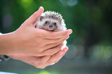 Fototapeta Mapy - Human hands holding little african hedgehog pet outdoors on summer day. Keeping domestic animals and caring for pets concept