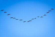 Formation Flock Of Ibis Plegadis Falcinellus Flying Over The Valencian Albufera Lake On Their Migratory Journey.