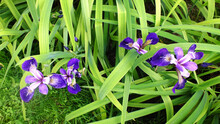 Purple Iris Flowers, Green  Background