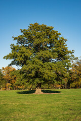 Wall Mural - Mighty old oak tree (“Huteeiche”, wood pasture oak) on a green meadow under a clear blue sky in a rural area of the Reinhardswald, Hesse, Germany