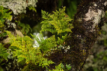 Close-up Of Fern, Moss And Lichen Growing On The Branches Of Ancient Stinkwood Laurel Trees (Ocotea Foetens), At The Forest Of Fanal, Madeira, Laurissilva Nature Reserve