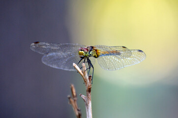 Dragonfly on a branch. macro photo