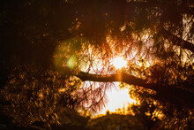 Sun Peeking Through The Branches Of A Pine Tree 