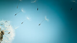 Fototapeta Dmuchawce - White dandelion with seeds flying away on a blue nature background. Closeup
