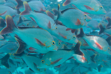 Wall Mural - rangiroa - tuamotu - banc de poissons dans le lagon