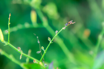 Poster - a bee perched on the tip of a branch