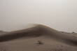 Desert sand dune in windy sandstorm 