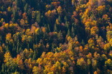 Mixed forest in the colors of autumn