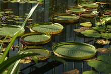 Lilypads On The Pond