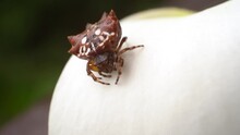 Close Up Of Spiny Orb-weaver Spider On White Flower Petal Surface.