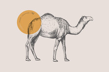 Hand-draw Of A Walking One-humped Camel On A Light Background. Animal In Vintage Engraving Style. Vector Retro Illustration.