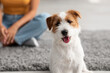 Adorable small dog jack russel terrier looking at camera